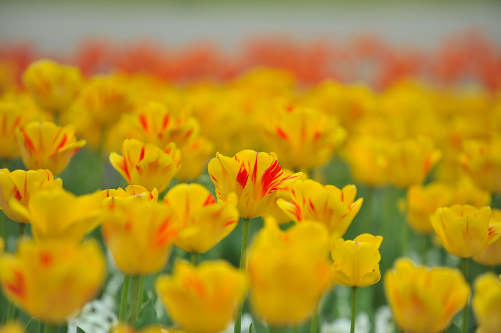 Tulip