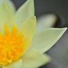 flower　Moon