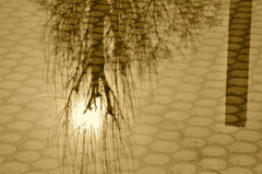 水のなかの貝 と うつる樹と日