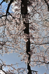 胴吹き桜