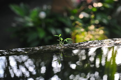 緑と水と
