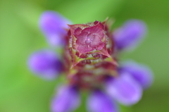 紫の花