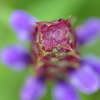 紫の花
