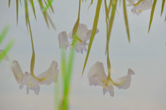 水辺の優しい花
