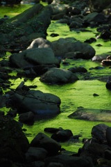 緑の川