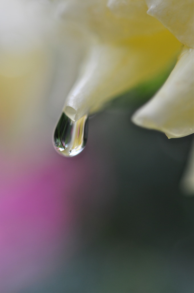 雨 と バラ 4