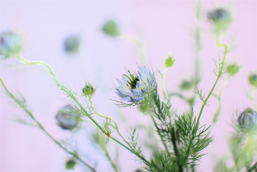 みずいろの花