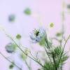 みずいろの花