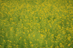 山の菜の花