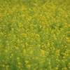 山の菜の花