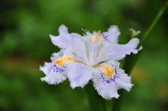 Iris japonica