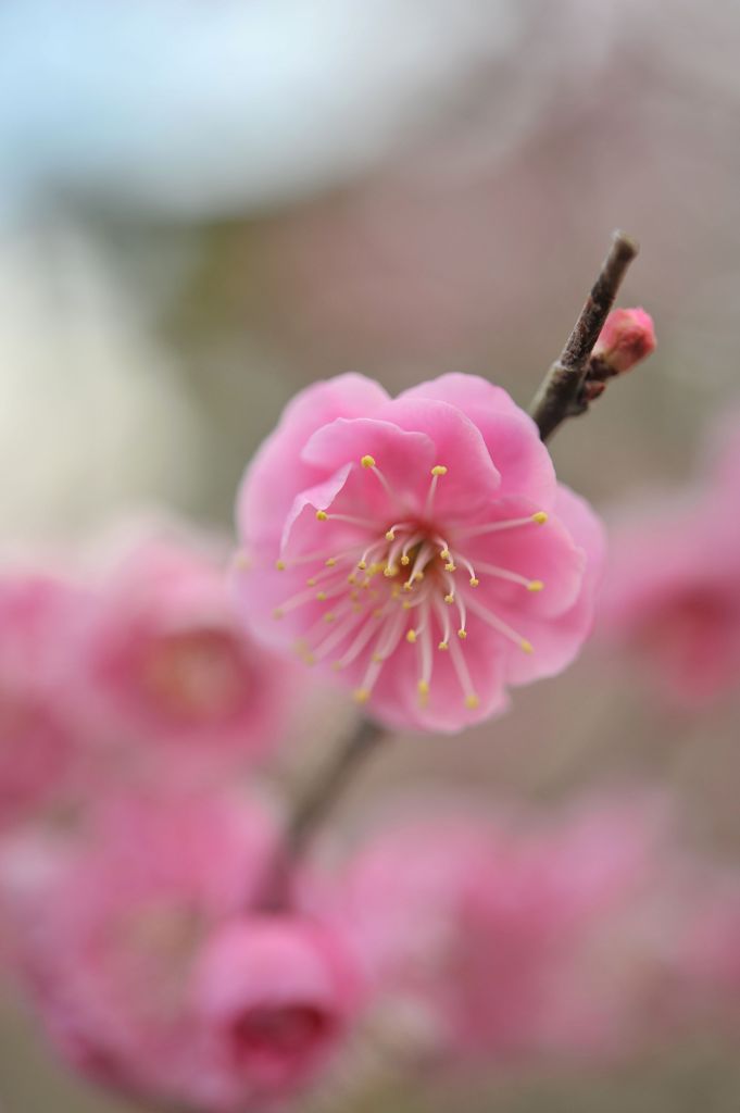 Prunus mume