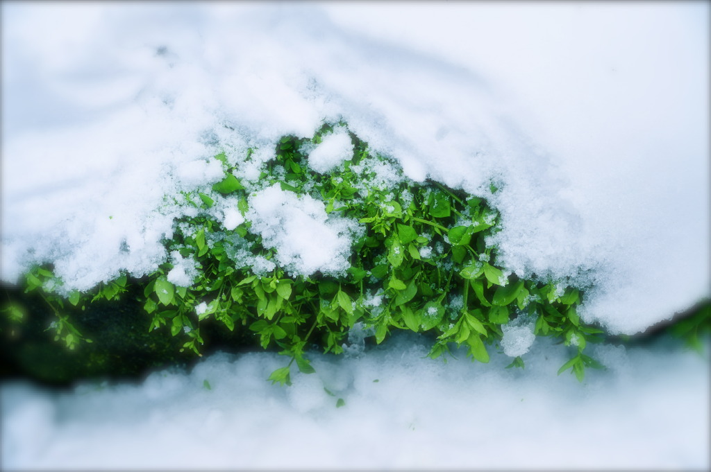 雪 の 中 の 緑 の 命 