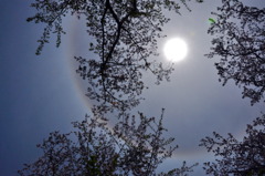 さくら と 太陽の暈