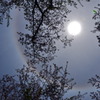 さくら と 太陽の暈