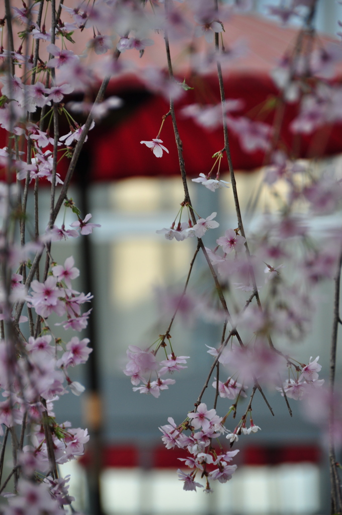 桜と野点傘