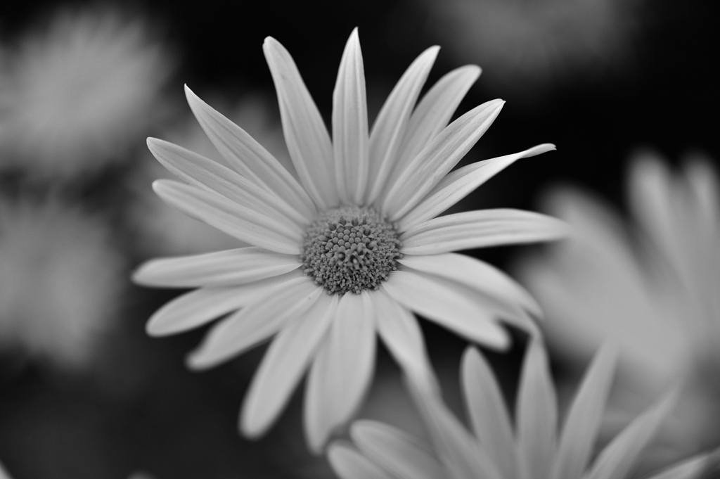 Marguerite