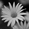 Marguerite