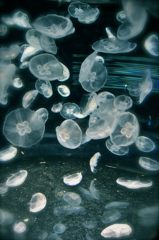 海月 
