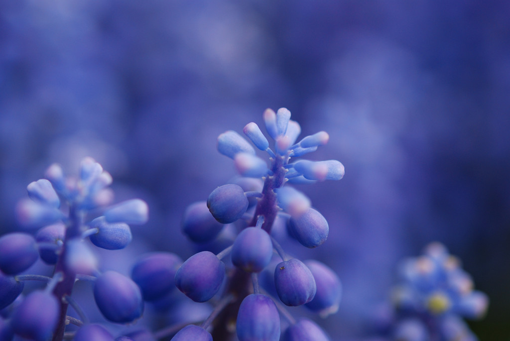 Muscari