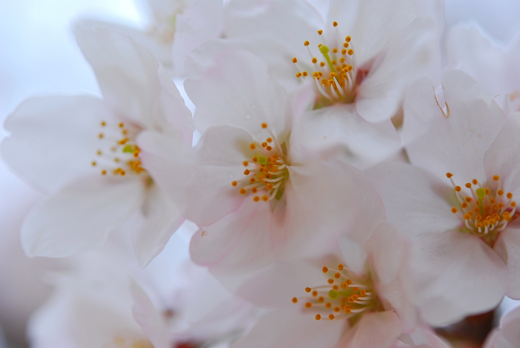 桜雨