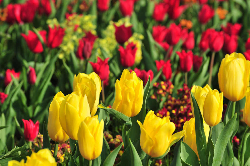 Tulip