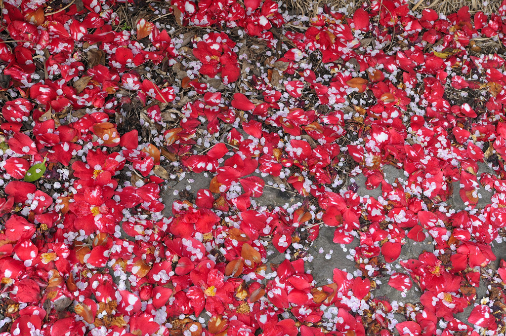 桜椿
