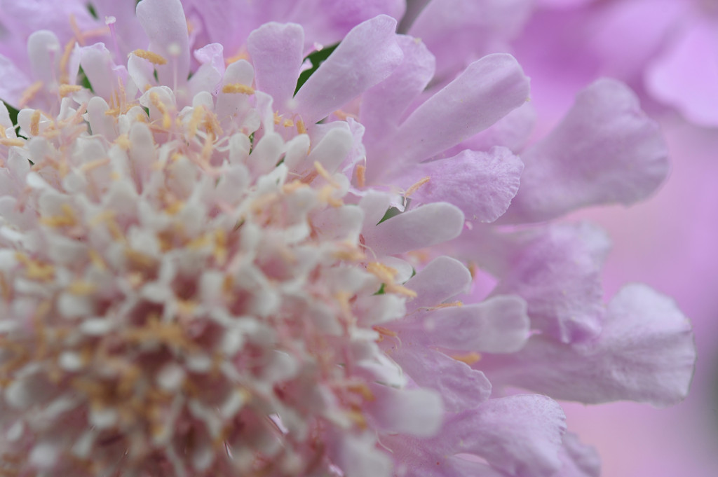 Scabiosa