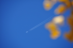 銀杏と飛行機