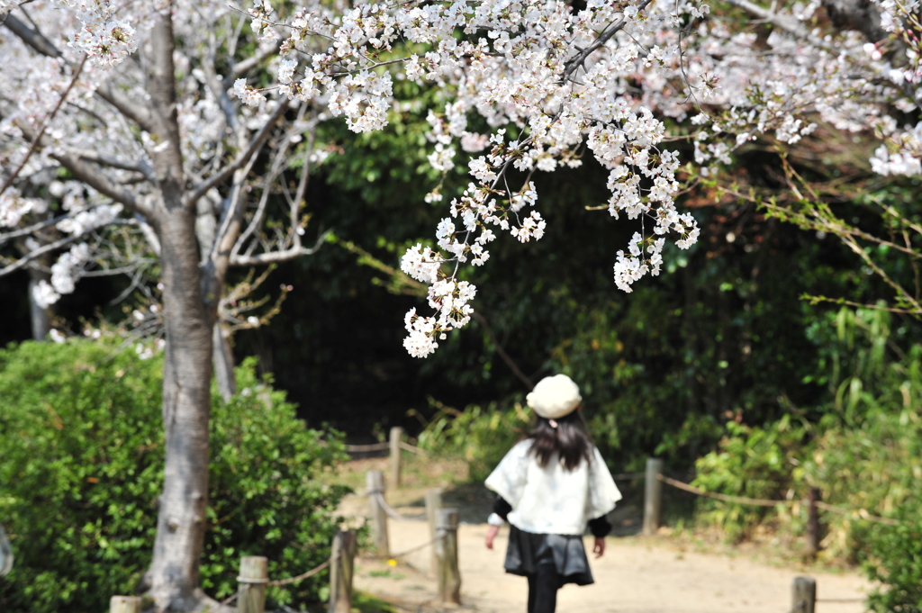 春桜