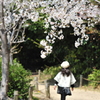 春桜