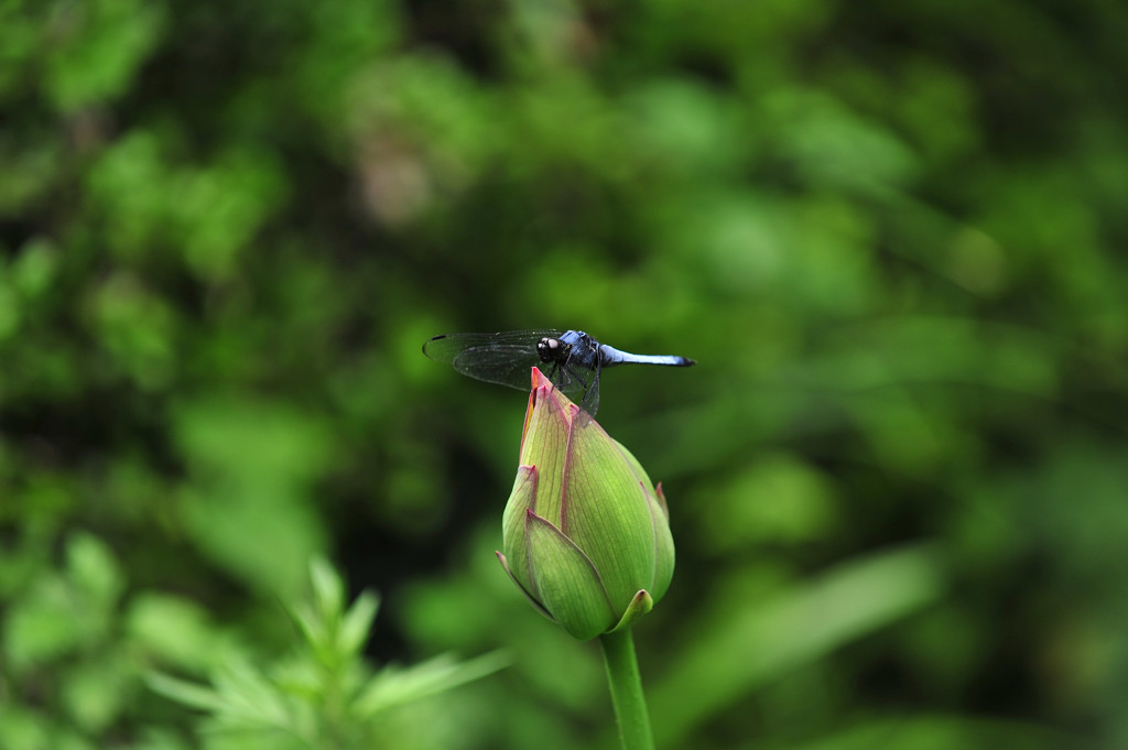 蓮花の上のトンボ