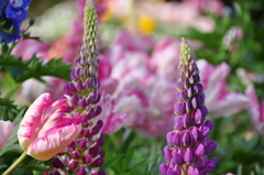 Lupinus