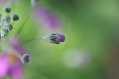 Petite Fleur