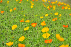 Poppy