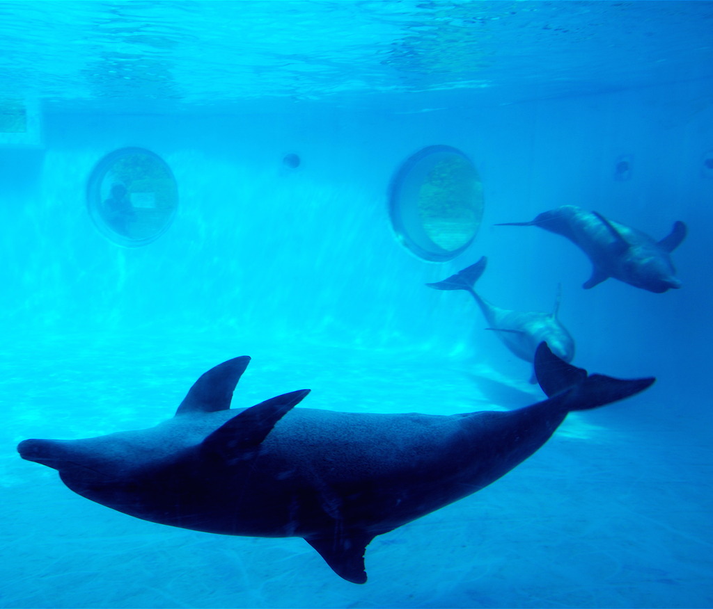Three dolphins