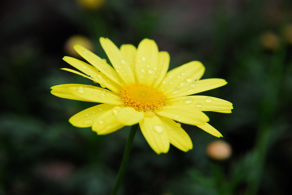 木春菊