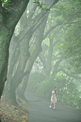 Trees 2　〜Misty〜