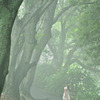 Trees 2　〜Misty〜