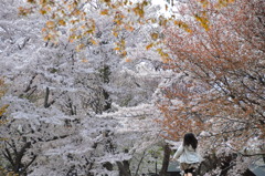 大きな 桜