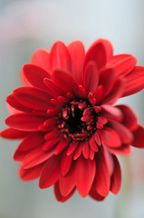 Gerbera