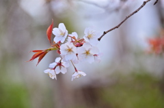 桜