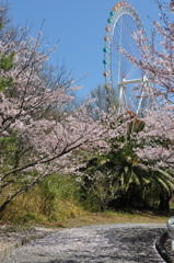 Sakura mawaru