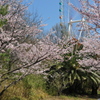 Sakura mawaru