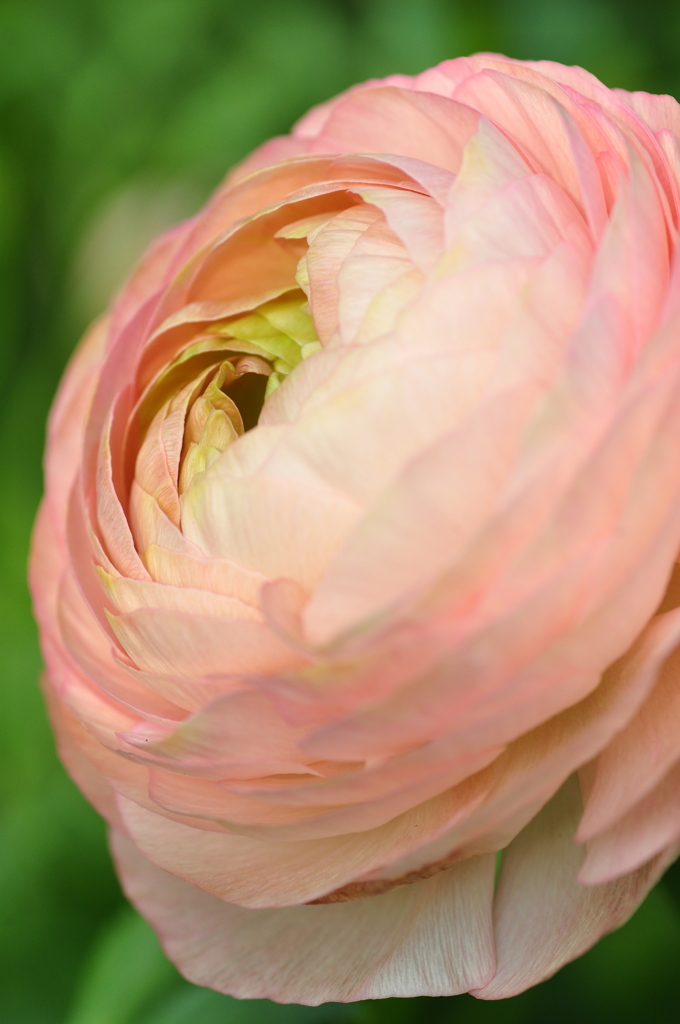 Ranunculus