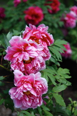 Botan  