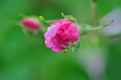 雨 と バラ 3