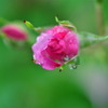 雨 と バラ 3