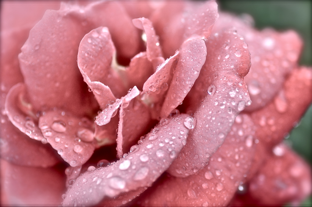 バラの上の雨のしずく