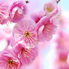 Prunus mume